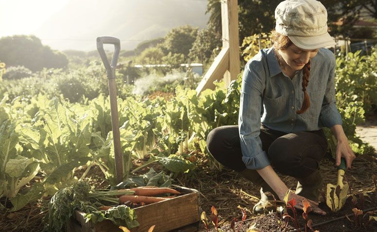 Horta em casa: o que plantar, como cultivar e cuidar das hortaliças