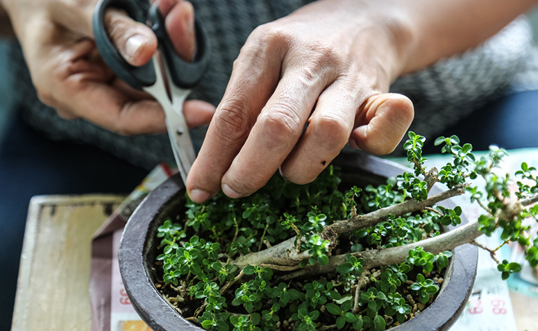 Como cuidar de um bonsai: 8 dicas básicas e fundamentais