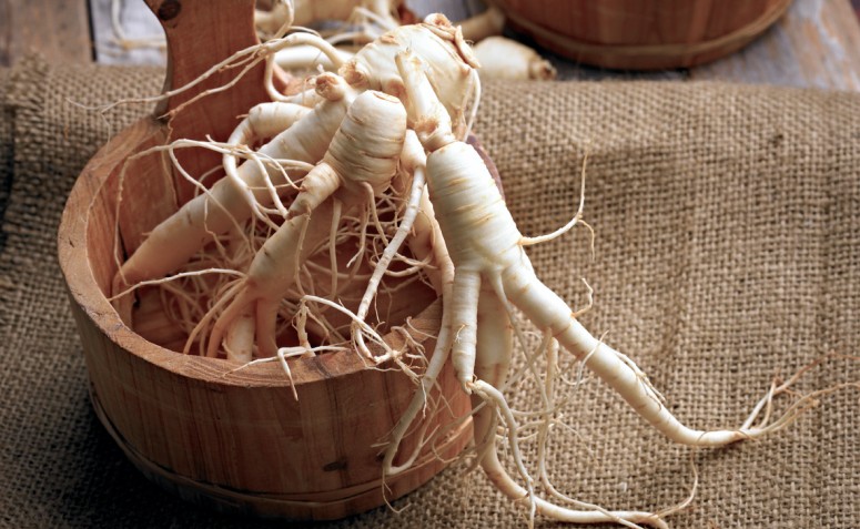 7 benefícios do ginseng para combater o cansaço e melhorar a disposição